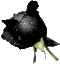 La rose noire