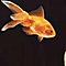 red_fish_memory