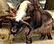 Yak