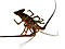 Langoustine