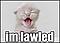 Lol Cat