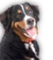 Le Chien