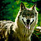CanislupusS