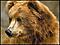 Undercover Bear