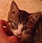 Mon chaton