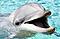 Flipper.