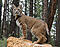 Bobcat