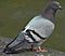 Pigeon