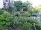 Barbe le jardinier