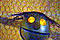Le Gluon