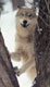 loup_blanc