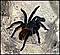 spidermac