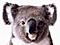 Koalas