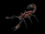 Un scorpion