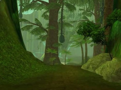 Vidéo environnement - Visite d'une forêt