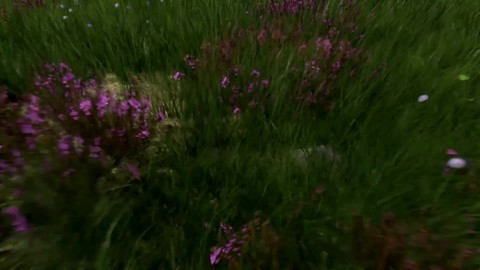 Alpha : premier aperçu de Pangaea