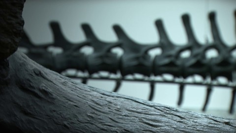 Journal de développement : compagnons et curiosité dans Robinson: The Journey