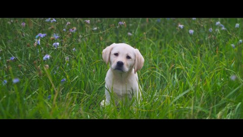 Bande-annonce de lancement "live action" de Destiny 2 : Forgez de nouvelles légendes