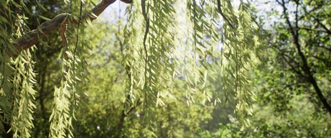 Le MMORPG Bellatores illustre son univers