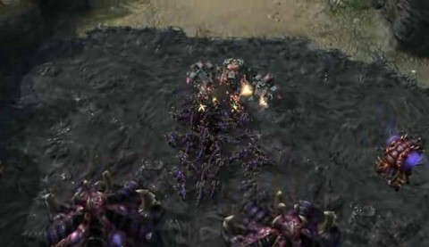 Zergling souche teigne