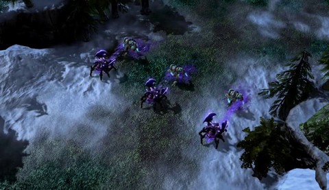 Cafard souche fétide