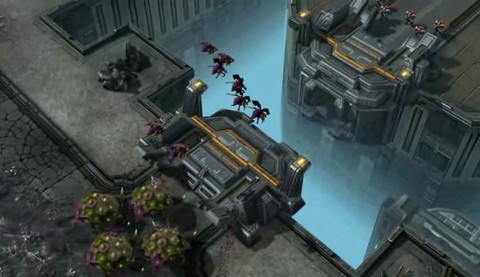 Essaimeur souche charognard