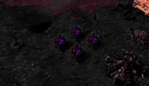 Essaimeur souche muconaute