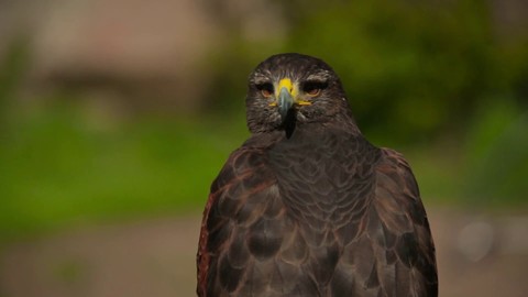 Coulisses de l'annonce de Runescape 3