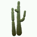 Prop-Double desert cactus.png