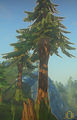 Prop-Large old growth diamond pine 2.jpg