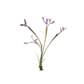 Plant-Plumthistle.png