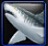 Requin cendré.jpg image poisson