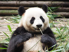Tranche de vie sur EVE Online - Se battre contre un panda géant