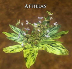 Une fleur d'Athelas