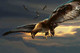 Illustration du Squadron Hawk