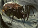 Illustration de l'Arachnus Spinner