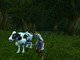 Image de World of Warcraft #4845