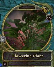 collectable: plante