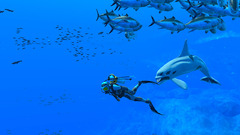 Test de Endless Ocean Luminous - Plonger dans un aquarium sur Nintendo Switch