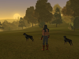 Le jour se lève sur la forêt